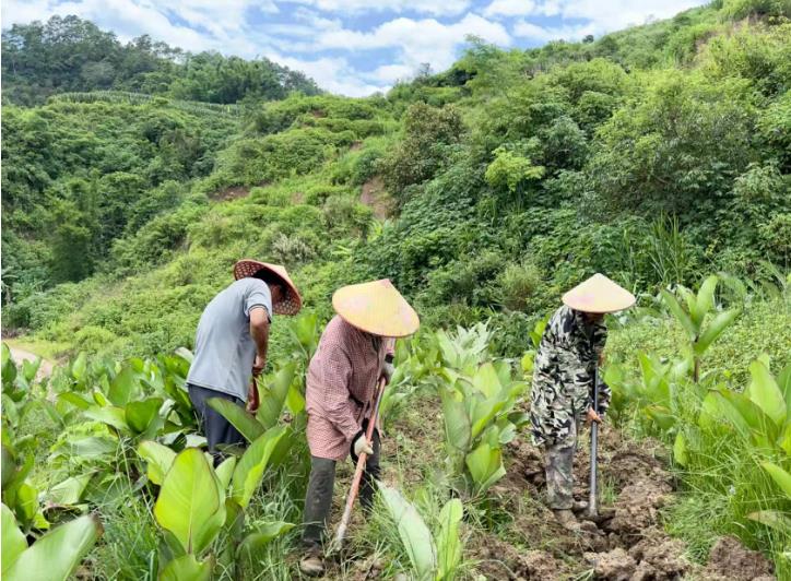 云南镇沅者东镇：600余亩芭蕉芋长势喜人