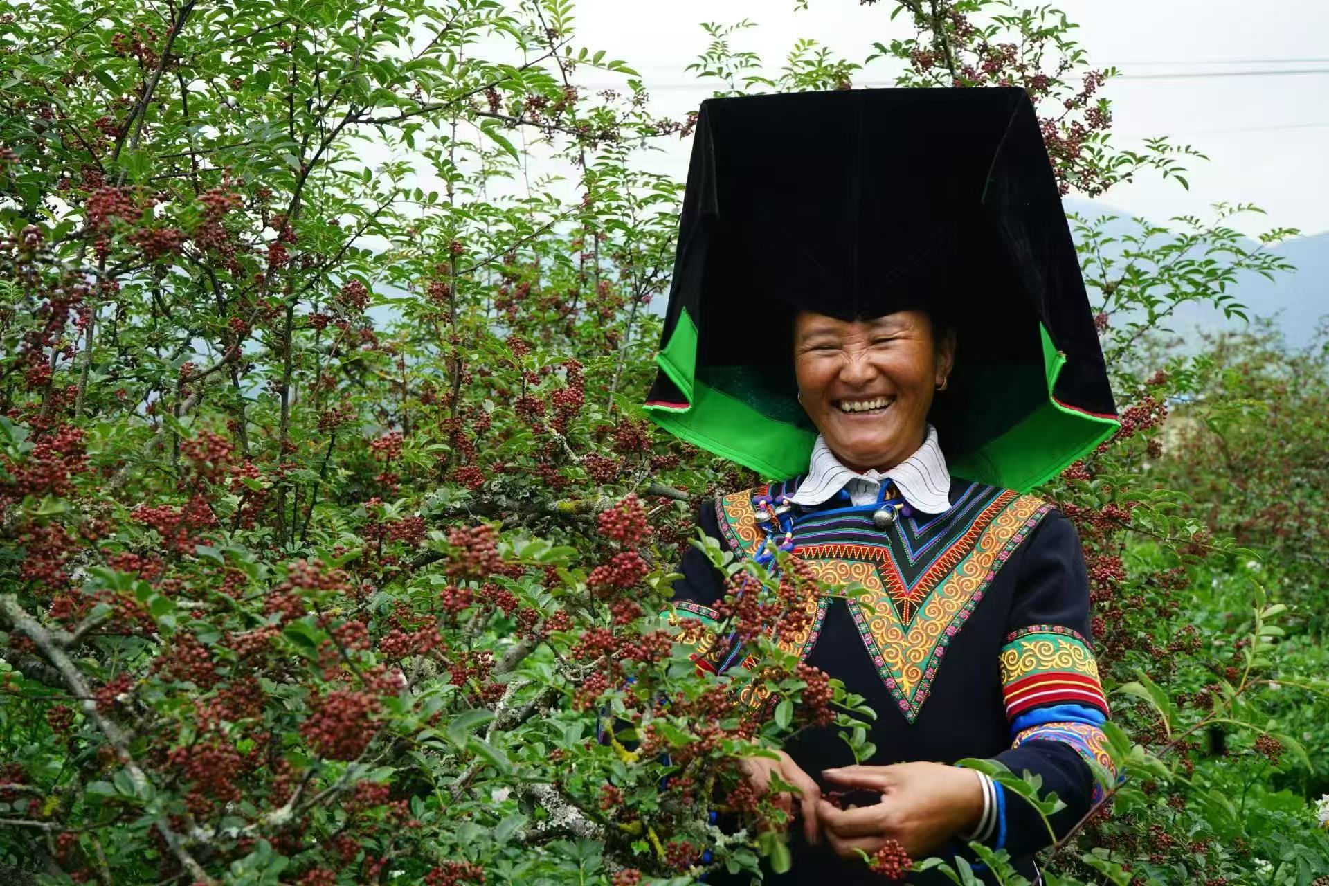 ‌党建引领“花椒红” 丽川花椒“富椒农”  ——云南省丽江市宁蒗县西川乡发展花椒产业纪实